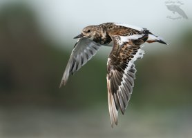 Ruddy turnstone flight 1600cr.jpg