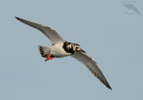 Ruddy turnstone flight II 1600cr.jpg