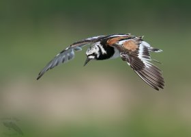 Ruddy turnstone landing 1600cr.jpg