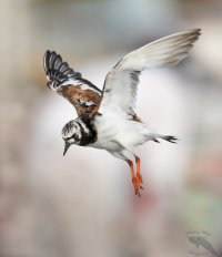 Ruddy turnstone landing II 1600cr.jpg