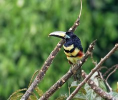 3Q7A7950-DxO_many-banded-aracari.jpg