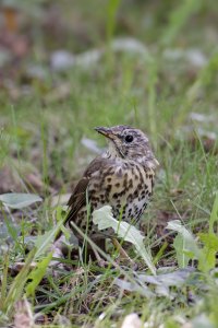 Song Thrush 1.jpg