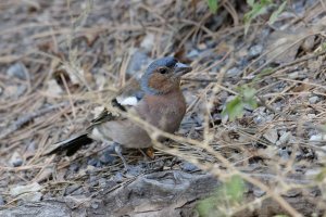 Common Chaffinch 2.jpg