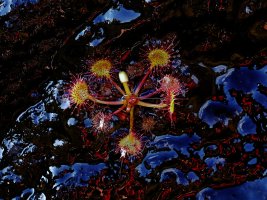 Sundew 1 resized.JPG