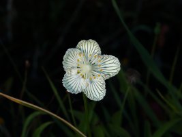 Grass of Parnassus 1.JPG