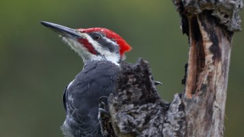 Pileated Woodpecker M I_s_51488.JPG