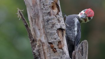 Pileated Woodpecker M I_s_51508.JPG