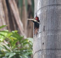 3Q7A7360-DxO_crimson_crested_woodpecker.jpg