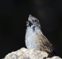 IMG_0318_dunnock_adobe.jpg
