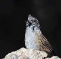 IMG_0318_dunnock_adobe.jpg