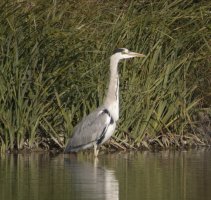 IMG_0630_Heron_Sigma_600mm.jpg