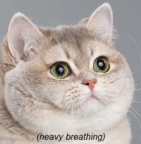 Screen Shot 2019-09-17 at 9.42.44 AM.png