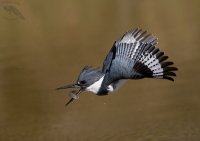 Belted Kingfisher male mid air fumble recovery 5D 1600crAI.jpg