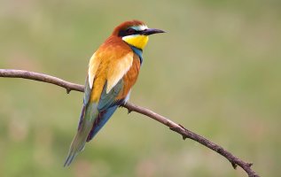 Bee-eater_filtered.jpg