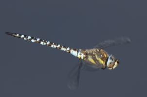 1447_ScreenshotMigrantHawker 2019-09-19 15.39.06.png