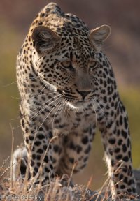 IMG_4916.jpg IMG_4916.jpg