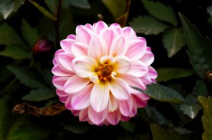 _36A6467_DxO copy.jpg