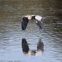 IMG_0261_v1_Flying_heron.jpg