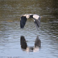 IMG_0261_v1_Flying_heron.jpg