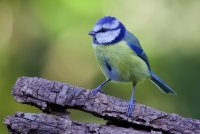 Blue Tit CR.jpg