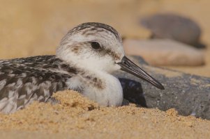 Sanderling_filtered.jpg