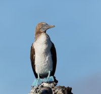 3Q7A6652-DxO_blue_booby_smallCR.jpg