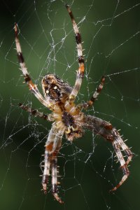 Cross_spider_bottom_view.JPG