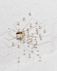 spiders 080418 01 L 8X10.jpg