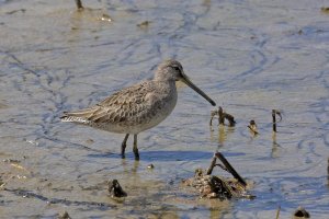 Limnodromus scolopaceus- Long-billed Dowitcher 1.jpg