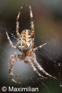 cross_spider_araneus_diadematus.JPG