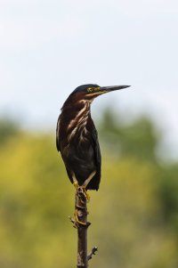 091419 strickers 05 L.jpeg