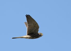 IMG_2402_Kestrel_0.5_100.jpg