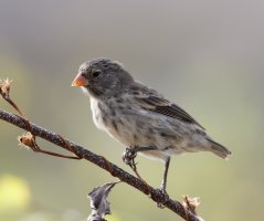 3Q7A5085-DxO_ground_finch_vvg.jpg