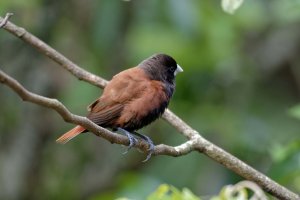 Lonchura atricapilla - Chestnut Mannikin 18_DxO.jpg