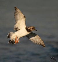 Ruddy turnstone flight banking 1600cr.jpg