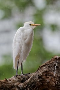 Bubulcus ibis - Cattle egret 6_DxO.jpg