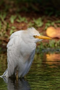 Bubulcus ibis - Cattle egret 10_DxO.jpg
