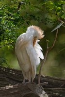 Bubulcus ibis - Cattle egret 14_DxO.jpg