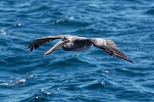 DSC09669-DxO_brown_pelican_flying_small.jpg