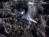 3Q7A3858-DxO_brown_pelican_flying_against_cliff.jpg