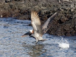3Q7A3869-DxO_brown_pelican_landing_small.jpg
