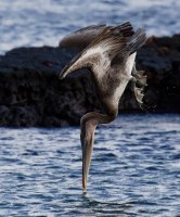 3Q7A5312-DxO_pelican_diving_beak_about to_hit-1.jpg