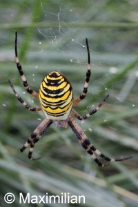 wasp_spider_argiope_bruennichi.JPG