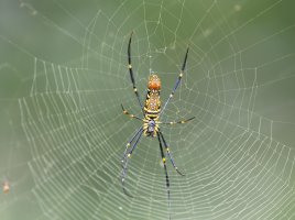 spider_3Q7A1721-DxO_spider.jpg