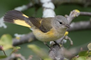 American Redstart (female-fall) 106.jpg