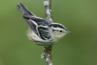 Black-and-white Warbler (1st fall) 109.jpg