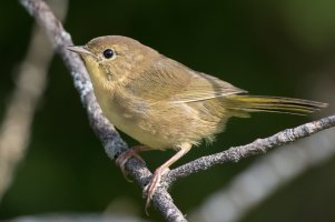 Common Yellowthroat (female-1st fall) 106.jpg