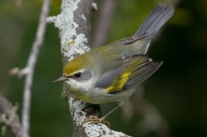 Golden-winged Warbler (1st fall) 104.jpg