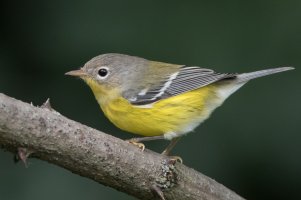 Magnolia Warbler (1st fall) 130.jpg