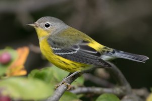 Magnolia Warbler (female-fall) 101.jpg